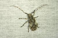 Mesosa nebulosa