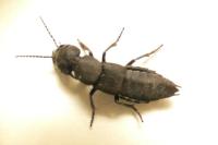 Ocypus olens