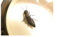 Ocypus olens