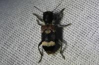 Clerus mutillarius