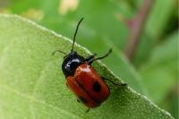 Cryptocephalus bipunctatus