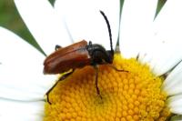 Pseudovadonia livida