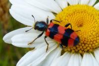 Trichodes apiarius