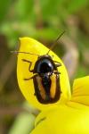 Cryptocephalus vittatus
