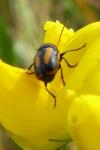 Cryptocephalus vittatus
