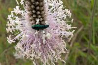 Psilothrix viridicoerulea