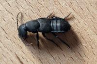 Ocypus olens