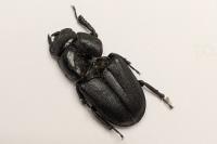 Dorcus parallelipipedus