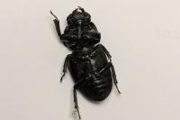 Dorcus parallelipipedus