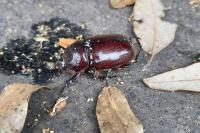 Oryctes nasicornis