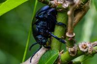 Timarcha tenebricosa