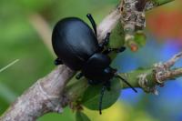 Timarcha tenebricosa