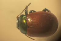 Chrysolina polita