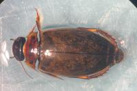 Colymbetes fuscus
