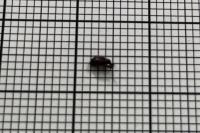 Anthonomus