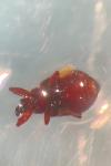 Anthonomus