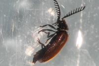 Drilus flavescens