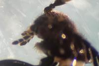 Drilus flavescens