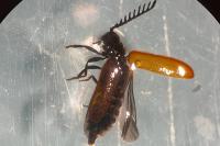 Drilus flavescens