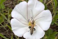 Oedemera podagrariae