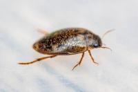 Agabus nebulosus
