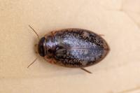 Agabus nebulosus