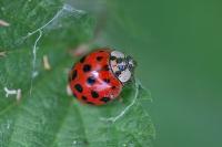 Harmonia axyridis