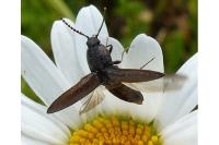 Cidnopus pilosus
