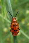 Crioceris duodecimpunctata