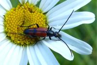 Stenurella bifasciata