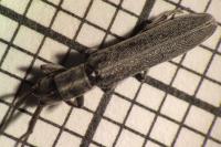 Calamobius filum