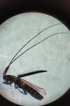 Calamobius filum