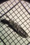 Calamobius filum
