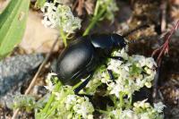 Timarcha tenebricosa
