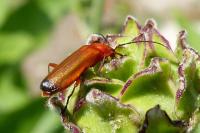 Rhagonycha fulva