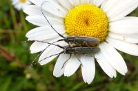 Agapanthia cardui
