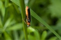 Cantharis pellucida