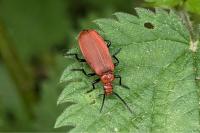 Pyrochroa serraticornis