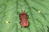 Pyrochroa serraticornis