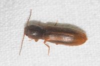 Athous campyloides