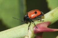 Cryptocephalus bipunctatus