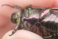 Potosia cuprea