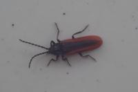 Omalisus fontisbellaquei