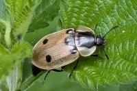 Dendroxena quadrimaculata