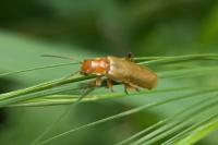 Cantharis