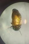 Cryptocephalus hypochaeridis