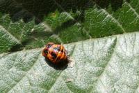 Harmonia axyridis
