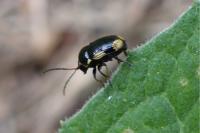 Cryptocephalus moraei