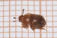 Cychramus luteus