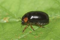 Smaragdina aurita